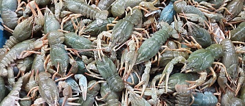 Проект мини УЗВ для разведения австралийского рака в домашних условиях